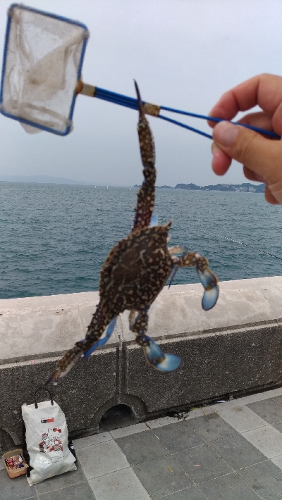 6/23釣果チヌツバス豆アジ小サバなぜかカニ