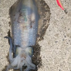 久しぶりのアオリ