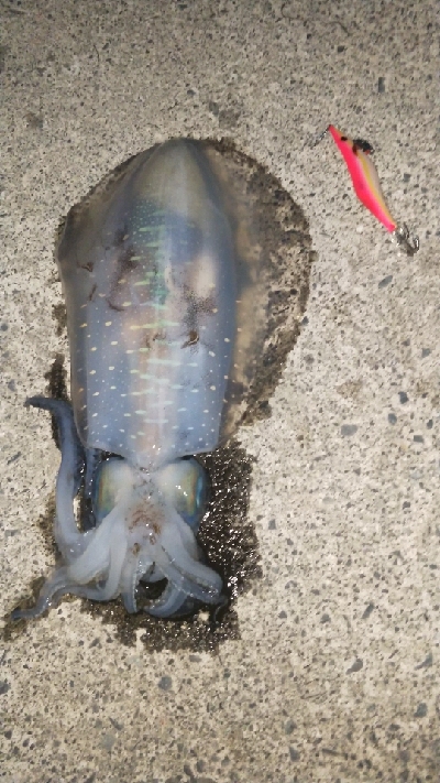 久しぶりのアオリ