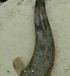 安定のマゴチと、カワイイあおり烏賊