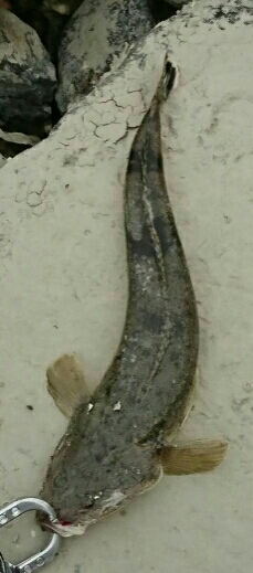 安定のマゴチと、カワイイあおり烏賊