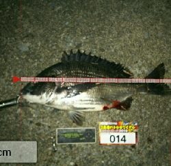 バイブレーションにて チヌ ゲット