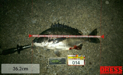 バイブレーションにて チヌ ゲット