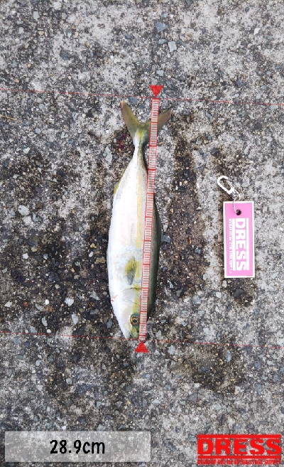 渋くなってきた。