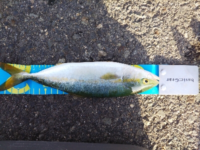 ツバスはぐいぐい