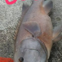 モンスターハンター釣行