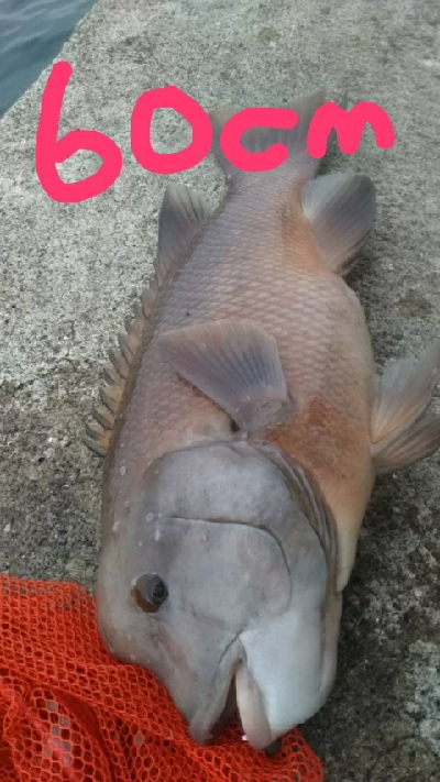 モンスターハンター釣行