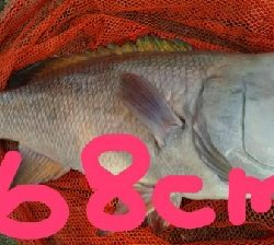 久々のモンスターハンター