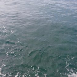 ケンサキ初ヒット~⤴