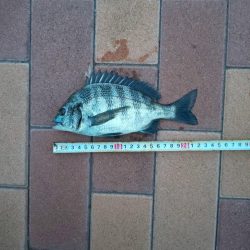 3目達成　~辰巳橋付近~