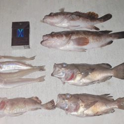 2日釣行1時間づつ