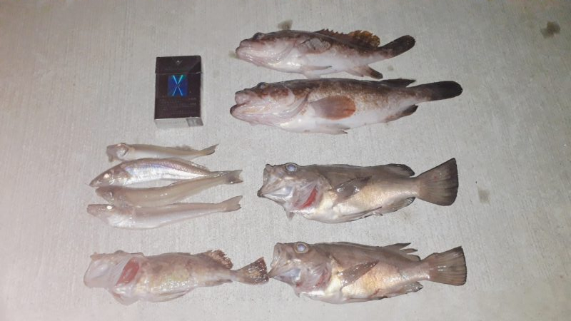 2日釣行1時間づつ