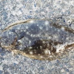 岡山、西脇漁港周辺にてヒラメ4連続GET