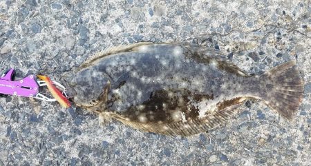 岡山、西脇漁港周辺にてヒラメ4連続GET