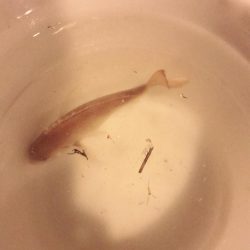 アコウとちゃりこ