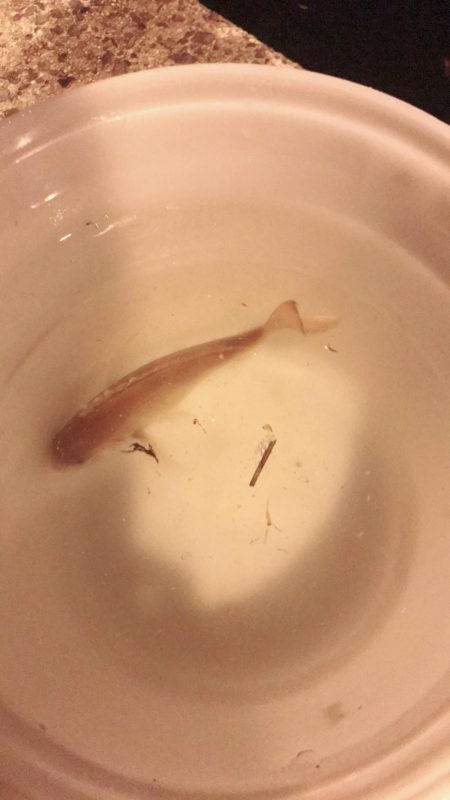 アコウとちゃりこ