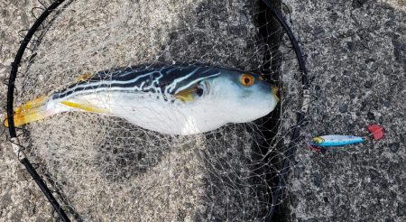 飲ませ釣りで良型フグ