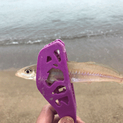 姫路キス釣り（2019-2）