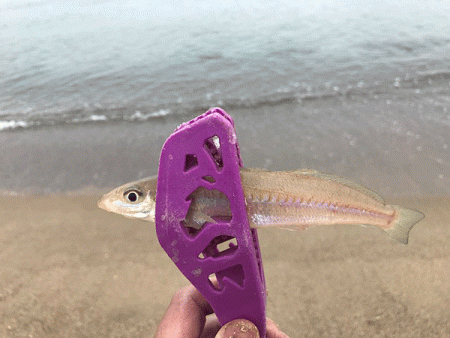 姫路キス釣り（2019-2）