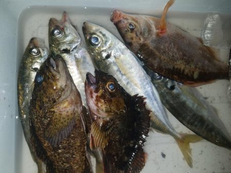 黄色いガシラ(°∀°)