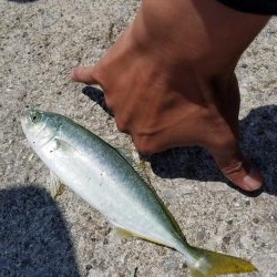 豆アジ不発！まさかのツバス！