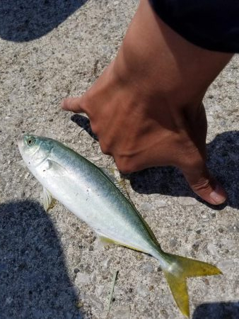 豆アジ不発！まさかのツバス！