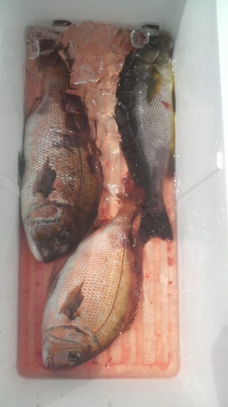 腕さえあれば・・・