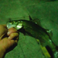 ジグヘッドで足元探り