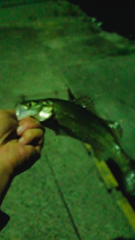 ジグヘッドで足元探り