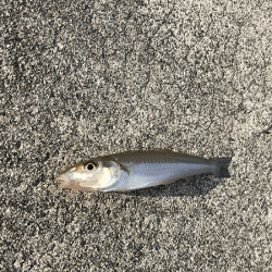 姫路エギングとキス釣り