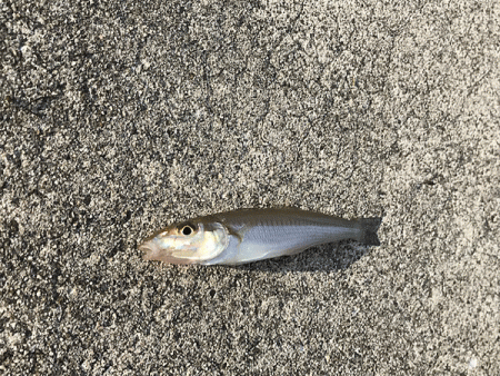 姫路エギングとキス釣り