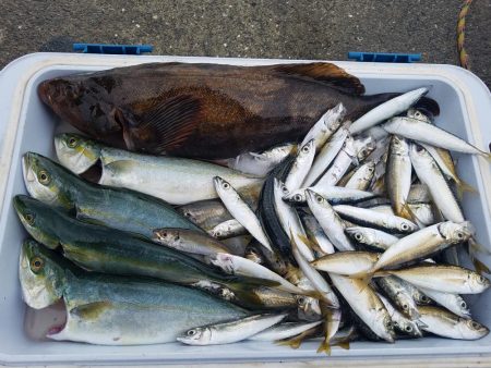 ツバス 豆アジサバ子 アイナメ