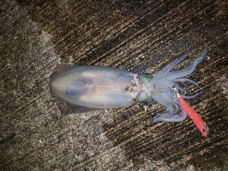 エギングで初のアオリイカ(^^)d