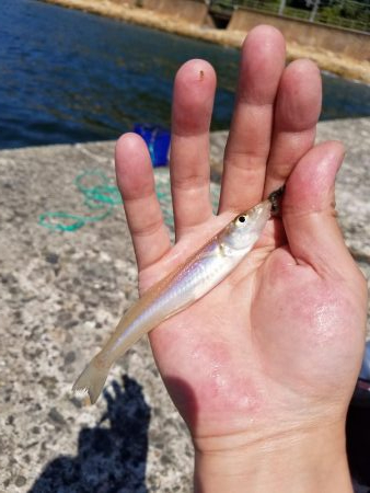 ちょい投げキス