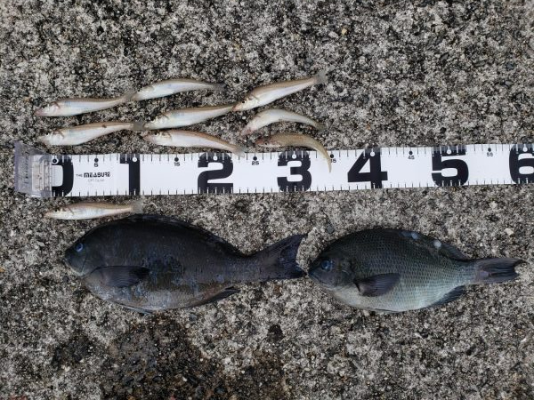 ラッキーなお土産