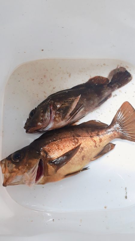 雨と爆風の中30分釣行