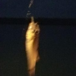 ナイトゲームでナイスゲーム