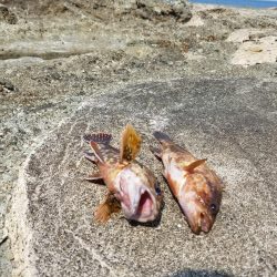 今年初のアコウが釣れました