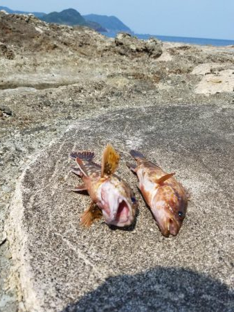 今年初のアコウが釣れました
