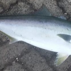 まさかのメジロ