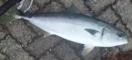 まさかのメジロ