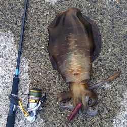 春イカエギング