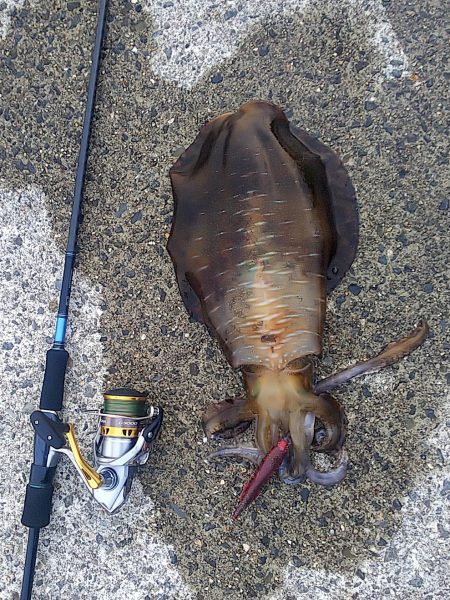 春イカエギング