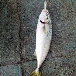 オリジナルルアーテストでハマチ！ツバス　セイゴ　メバル　豆アジ爆釣