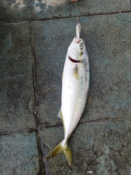 オリジナルルアーテストでハマチ！ツバス　セイゴ　メバル　豆アジ爆釣