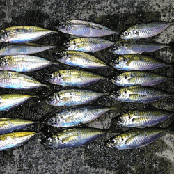 瀬戸内の島アジング(2019-7)