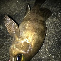 アジングきびしー