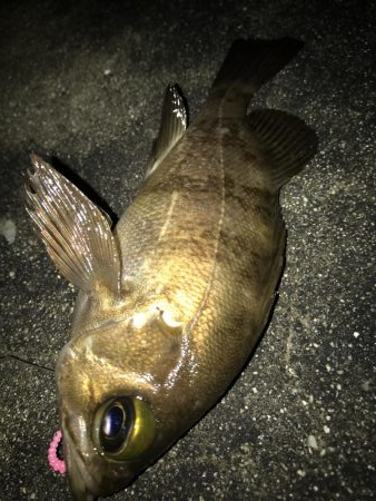 アジングきびしー