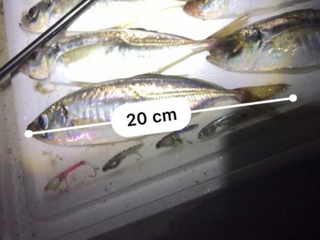 狙っていた青物!