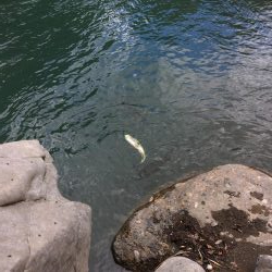 安物S字系でエイトトラップ